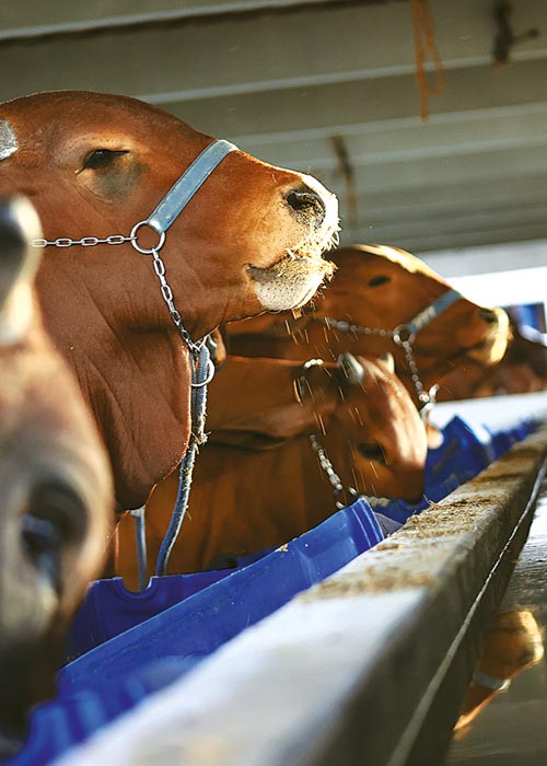 Intermediação do Negócio de Carnes para Frigoríficos