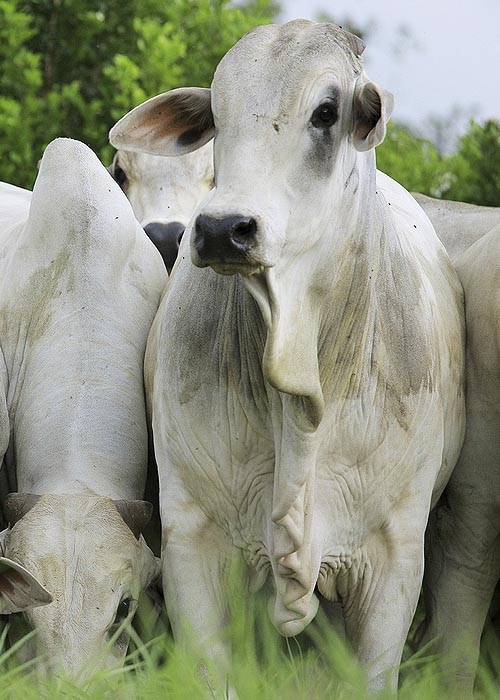Intermediação do Negócio de Carnes para Frigoríficos