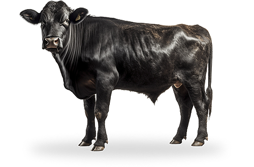 Nobara Intermediação de Negócios na Cadeia da Carne