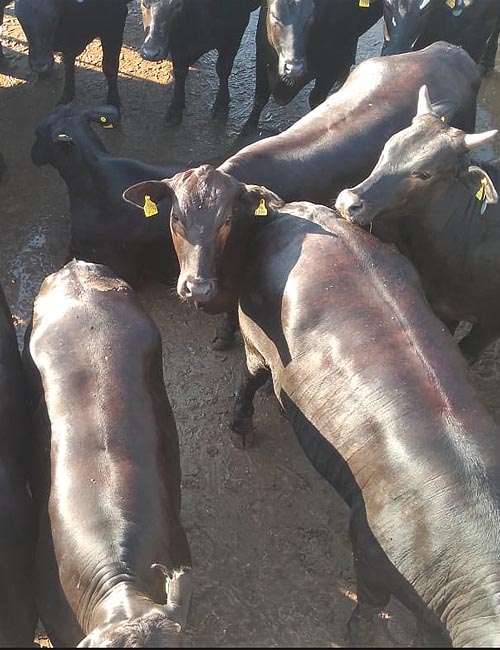 Nobara a Solução em Proteina Animal