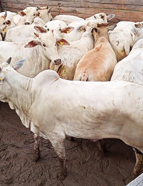 Nobara a Solução em Proteina Animal